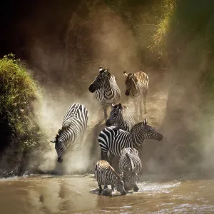 Zebra Migration Crossing the Mara River Zebra Migration Crossing the Mara River