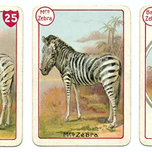 Three zebra playing cards Victorian animal families game