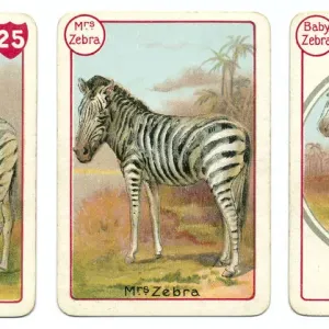 Three zebra playing cards Print, chromolithography technique Three zebra playing cards Print, chromolithography technique