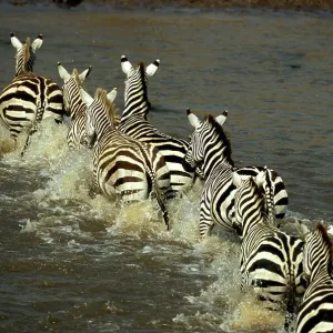 Zebras (Equus burchelli) crossing river, rear view Zebras (Equus burchelli) crossing river, rear view