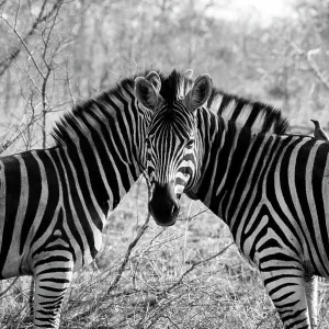 Zebras Optical Illusion Print Zebras Optical Illusion Print