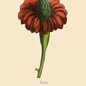 Zinnia Plants, Victorian Botanical Illustration