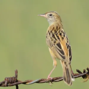 Zitting Cisticola Zitting Cisticola