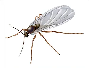026_Fungus_gnat