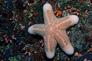 Star Collection: 1, above, angle, animal, animals, anthozoa, aquatic, asteroidea, blue, bodies, body
