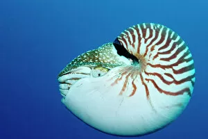 Mollusc Collection: 1, animal, animals, aquatic, belauensis, blue, bodies, body, cephalopod, cephalopods