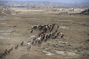 Group Of Animals Gallery: 15-mile range, Wyoming, high angle, (equus caballus) USA