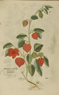 16th Century Watercolor, Hand Painted Woodcutting Prints Collection: 16th century Botany print