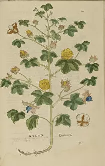 16th Century Watercolor, Hand Painted Woodcutting Prints Collection: 16th century Botany print