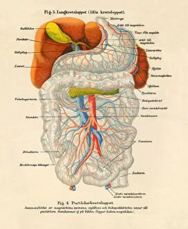 Images Dated 4th March 2016: 1851 Illustration of the Nervous and Bloodflow System