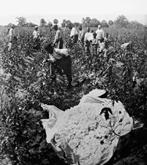 Forestry Prints: 19th Century Cotton Picking