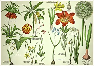 19th Century - Cropped antique Victorian style botanical lithographs boards with corresponding caption in Latin and old German script. Munich 1880 - 1889, Germany