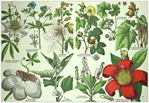 19th Century - Cropped antique Victorian style botanical lithographs boards with corresponding caption in Latin and old German script. Munich 1880 - 1889, Germany