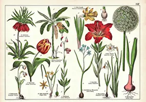19th Century - Original scanned antique Victorian style botanical lithographs boards with corresponding caption in Latin and old German script. Munich 1880 - 1889, Germany