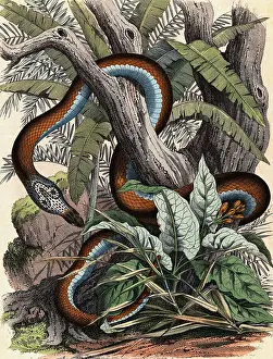 19th-Century Print Depicting a Cobra Wrapped Around a Tree