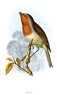 Images Dated 29th September 2012: 19th Century Style, Animal, Animal Themes, Animals In The Wild, Antique, Art, Art And Craft