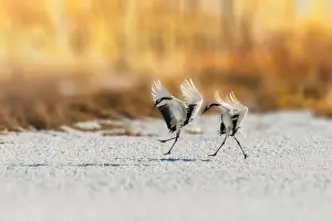 Landing Touching Down Prints: 2 Red-crowned cranes landing on a snowgound with yellow bokeh background