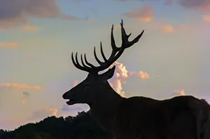 Images Dated 2nd October 2016: 2016 Rut. Richmond Park