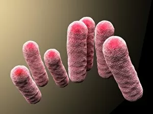 3d-rendering, enterobacteriaceae, bacteria