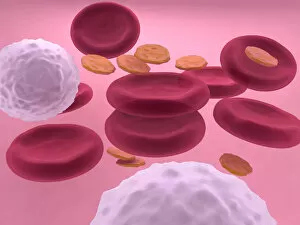 Images Dated 5th April 2011: 3d-visualisation of blood cells with erythrocytes, leukocytes and platelets