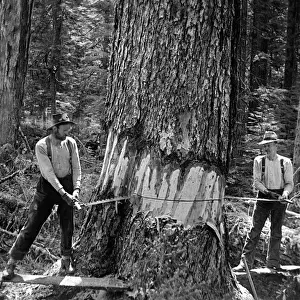 521, black & white, caucasian, cutting, historical, industry, lumber, lumberjack