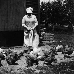 Barn Prints: 522, adult, antique, barn, birds, black & white, building, caucasian, chickens, farm