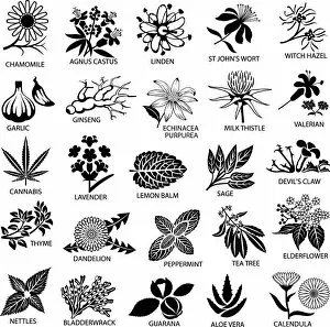 Medicinal and Herbal Plant Illustrations Collection: 931772484