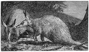 Images Dated 17th December 2015: Aardvark (Orycteropus capensis)