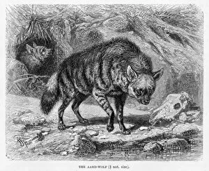 Images Dated 11th May 2017: Aardwolf engraving 1894