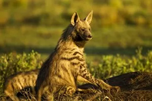 Images Dated 5th March 2012: Aardwolf, Ngorongoro, Tanzania
