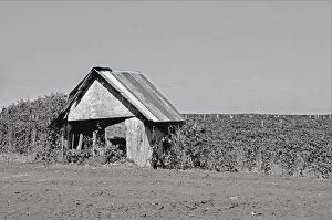 Modern Spotlight by John C. Magee Collection: An Abandoned Shed Near Mount Angel, Oregon