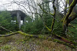 October Prints: Abandoned tin ore mine facitlity, gnarled deciduous tree, moss