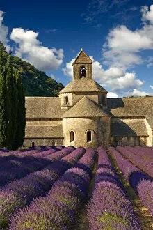 Images Dated 27th July 2013: abbaye notre-dame de senanque, acreage, blossoming, building, common lavender, cultivate