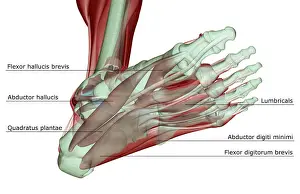 abductor digiti minimi, abductor hallucis, anatomy, below view, flexor digitorum brevis