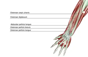 Medical Image Collection Prints: abductor pollicis, abductor pollicis longus, adductor digiti minimi, anatomy, arm