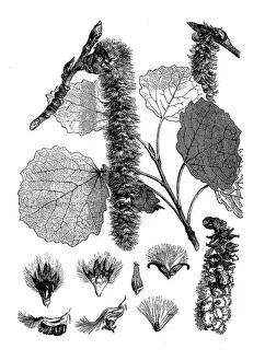 Alba Collection: Abele, silver poplar, silverleaf poplar, white poplar (Populus alba)