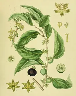 Aberia gardneri, syn. Dovyalis hebecarpa, Ceylon Gooseberry, native to Southeast Asia, Sri Lanka, digitally restored historical colour print from 1893