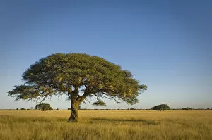 Images Dated 20th May 2009: absence, acacia tree, beauty in nature, clear sky, day, grass area, horizon over land