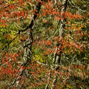 Images Dated 17th October 2016: Abstract autumn reflections in Rakes Mill Pond, Blue Ridge Parkway, Virginia, USA
