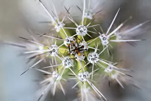 Abstract detail of cactus needles, Arizona, USA