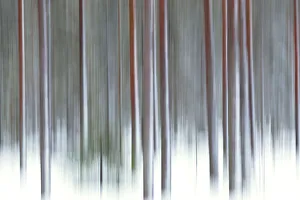 Finnish Gallery: The abstract details of tree trunks Rovaniemi Lapland Finland