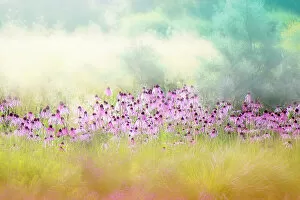 Wildflower Meadows Collection: Abstract image of the beautiful pink summer flowers of Echinacea pallida - coneflowers