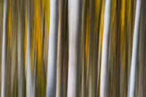 Images Dated 27th September 2014: Abstract Quaking Aspen (Populus tremuloides) tree trunks, Colorado