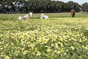 Images Dated 9th September 2009: abundance, animal themes, beauty in nature, canola, color image, day, equus ferus caballus