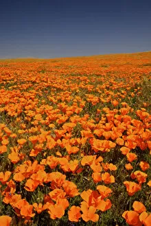 Flower Art Gallery: abundance, antelope valley poppy preserve, beauty in nature, california, california poppy