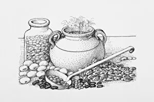 Images Dated 5th May 2009: Abundance, Black and White Illustration, Black Eyed Pea, Broad Bean, Chickpea, Choice