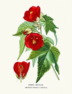 Images Dated 2nd August 2016: Abutilon flower