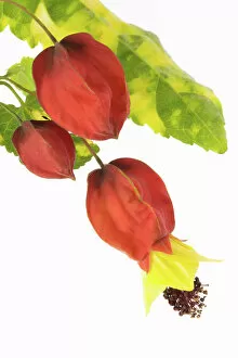 Flower Art Gallery: Abutilon megapotamicum Variegata