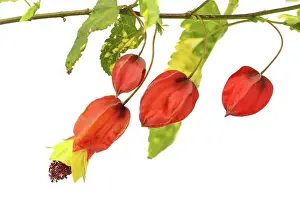 Prints of Abutilon megapotamicum Variegata Blooming Beauty: Abutilon megapotamicum Variegata