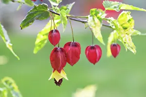 Prints of Abutilon megapotamicum Variegata Transform Your Space: Abutilon megapotamicum Variegata